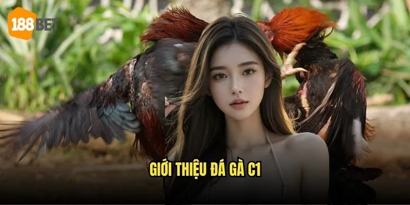 Đá Gà Trực Tiếp C1 188bet - Những Trận Đấu Đẳng Cấp Nhất 2 Giới thiệu đá gà C1