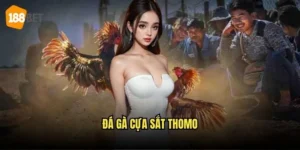 Đá Gà Cựa Sắt Thomo 188bet - Trận Chiến Quyết Liệt 5 Đá gà cựa sắt Thomo