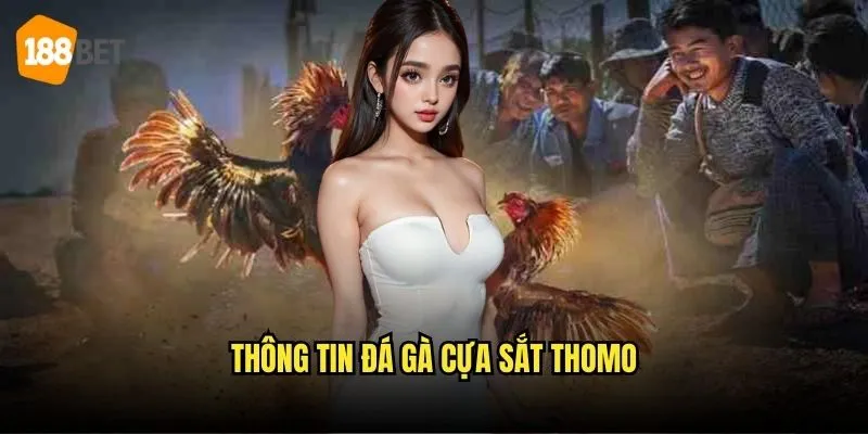 Đá Gà Cựa Sắt Thomo 188bet - Trận Chiến Quyết Liệt 2 Thông tin đá gà cựa sắt Thomo