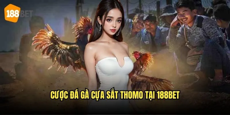 Đá Gà Cựa Sắt Thomo 188bet - Trận Chiến Quyết Liệt 3 Cược đá gà cựa sắt Thomo tại 188bet