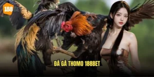 Đá Gà Thomo 188bet - Sân Chơi Đá Gà Truyền Thống Hấp Dẫn 9 Đá Gà Thomo 188bet