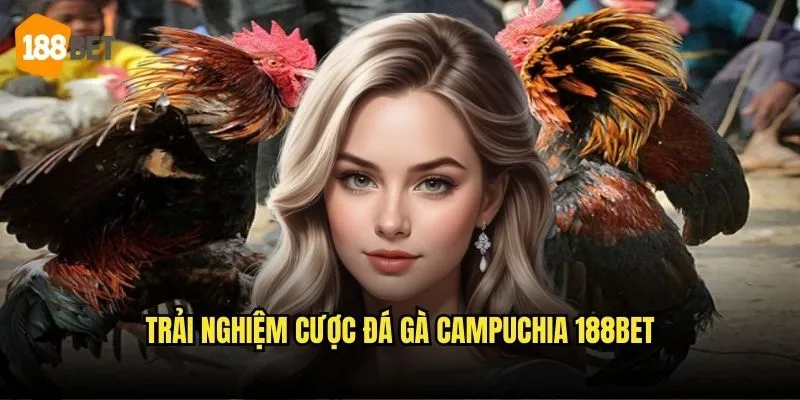 Đá Gà Campuchia 188bet - Trực Tiếp Từ Các Trường Đấu Lớn 3 Trải nghiệm cược đá gà Campuchia 188bet